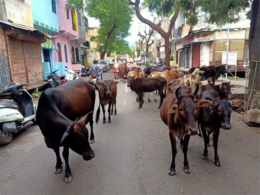 दो मौतों के बाद जागा प्रशासन, एक सप्ताह के भीतर सांडों को गौशाला भेजने के निर्देश।