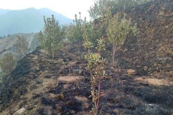 त्यूणी के सीमांत गांव के जंगलों में भड़की आग, 17 ग्रामीणों के सेब के बगीचे जलकर खाक।