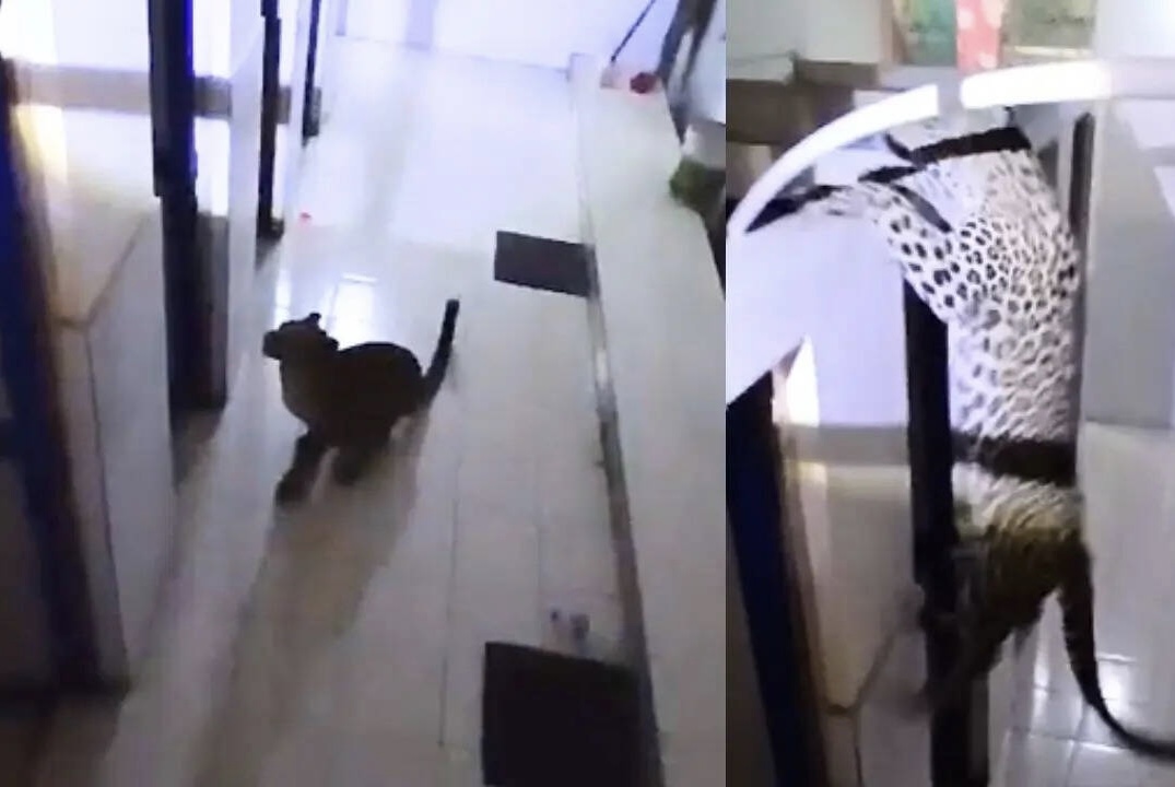 Haldwani: गुलदार के स्कूल परिसर में घुसने से हड़कंप, वन विभाग ने सफलतापूर्वक किया रेस्क्यू