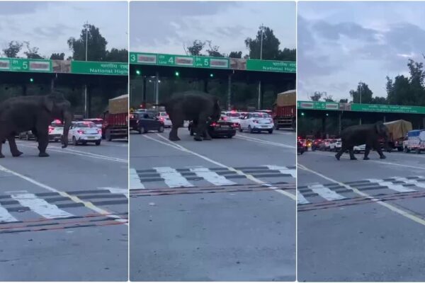 Dehradun: डोईवाला टोल प्लाजा पर हाथी का उत्पात, गाड़ियों पर किया हमला