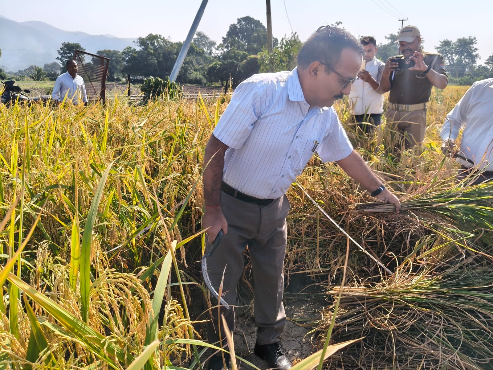 Haldwani: जिलाधिकारी ने की धान की क्रॉप कटिंग में सहभागिता, बोले—किसानों के हित में उपयोगी हैं आंकड़े