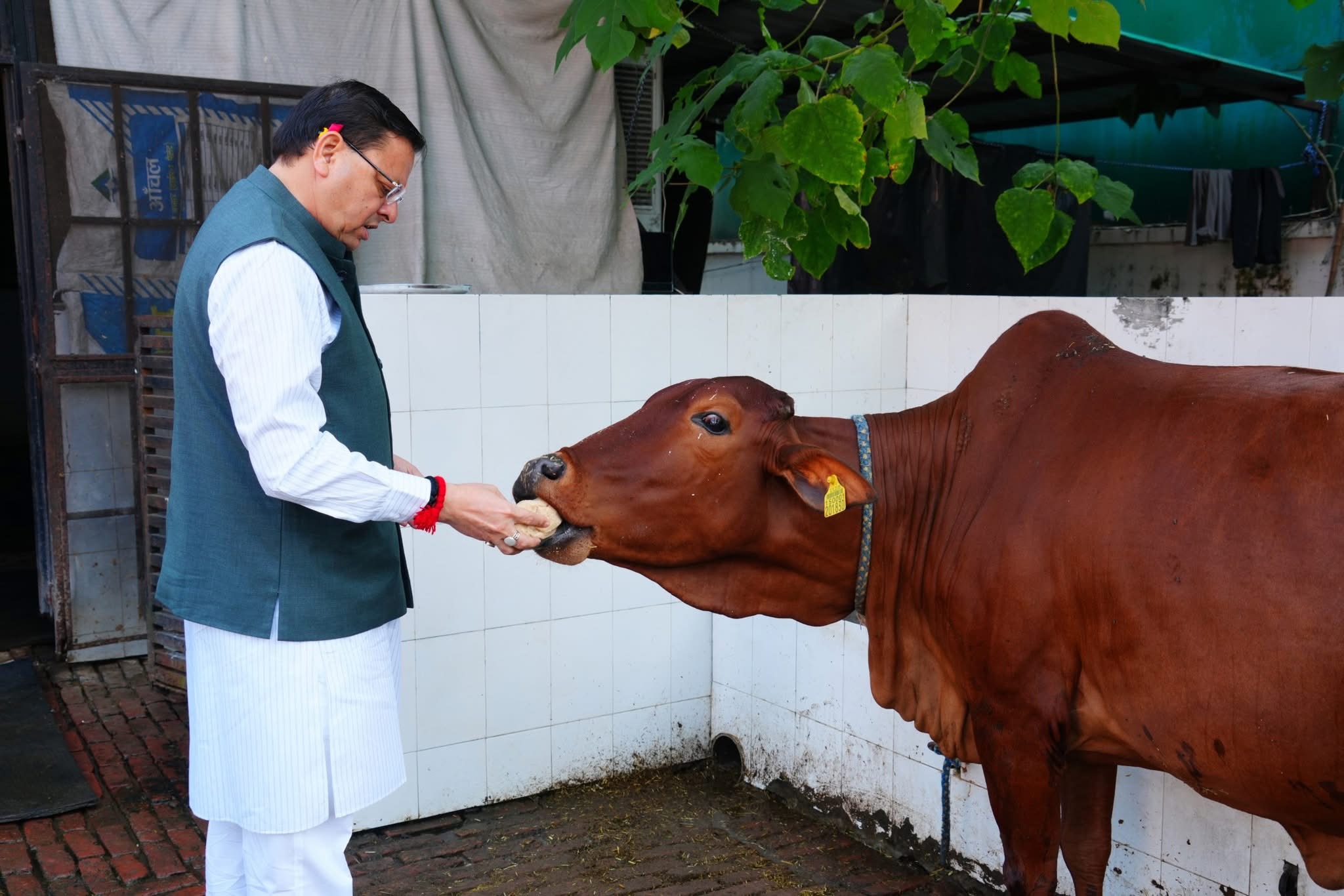 Dehradun: मुख्यमंत्री धामी ने गोवर्धन पूजा पर की गौ सेवा, बोले—प्रकृति की रक्षा ही सच्ची भक्ति