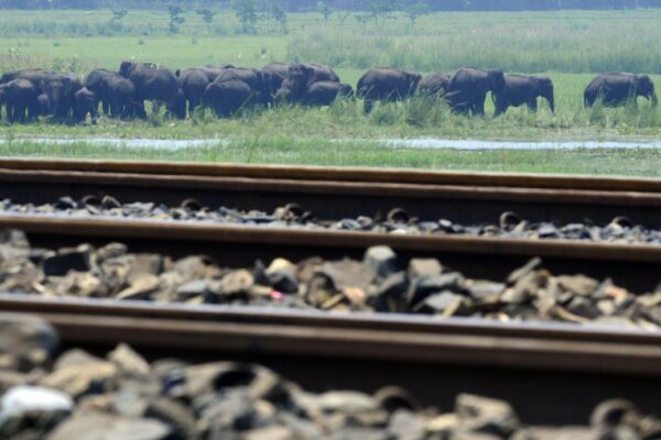Assam: राजधानी एक्सप्रेस से टकराकर सात जंगली हाथियों की मौत, पांच डिब्बे पटरी से उतरे