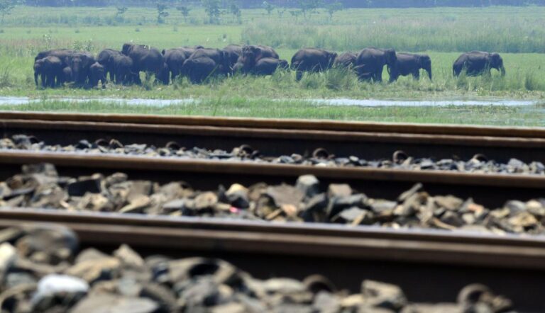 Assam: राजधानी एक्सप्रेस से टकराकर सात जंगली हाथियों की मौत, पांच डिब्बे पटरी से उतरे
