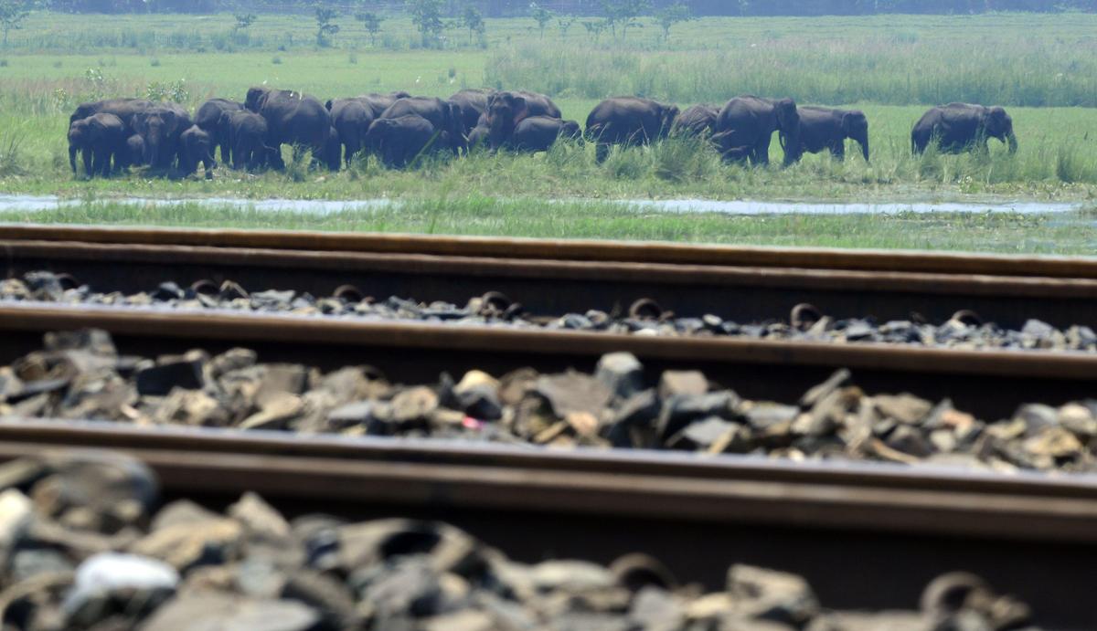 Assam: राजधानी एक्सप्रेस से टकराकर सात जंगली हाथियों की मौत, पांच डिब्बे पटरी से उतरे