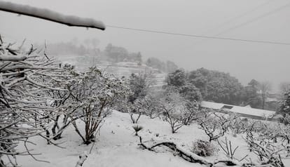 Nainital: बसंत पंचमी पर नैनीताल के ऊंचाई वाले इलाकों में साल की पहली बर्फबारी, सेब किसानों के खिले चेहरे