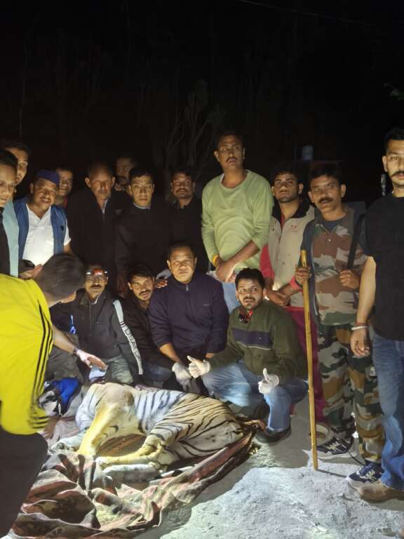 Haldwani: रानीबाग में आदमखोर बाघ की दहशत का अंत, वन विभाग ने ट्रैंकुलाइज़र कर किया सुरक्षित रेस्क्यू