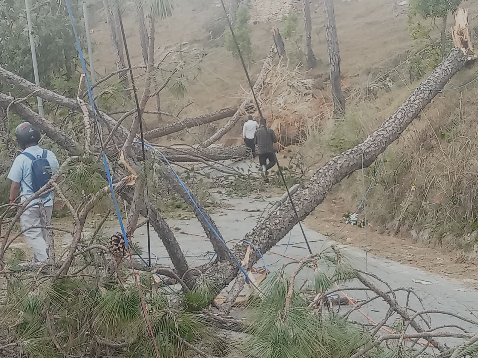 Uttarakhand: अचानक बदले मौसम ने मचाई तबाही, बेरीनाग में अंधड़ से पेड़ गिरे, छतें उड़ीं, मार्ग और बिजली आपूर्ति ठप