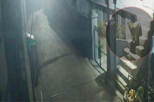 Haldwani: रानीबाग में गुलदार का घर में घुसने का प्रयास सीसीटीवी में कैद, कुत्तों के भौंकने से टला बड़ा खतरा