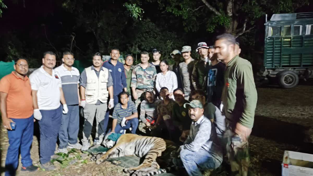 Almora: सल्ट के तड़म गांव में दहशत का अंत, दो ग्रामीणों की मौत के बाद संदिग्ध बाघ ट्रेंकुलाइज