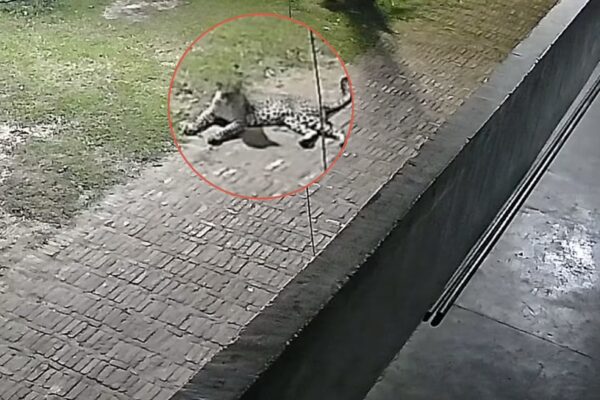 Almora: अल्मोड़ा के सीएम मेमोरियल स्कूल परिसर में घूमते दिखे दो बाघ, सीसीटीवी फुटेज से बढ़ी सतर्कता