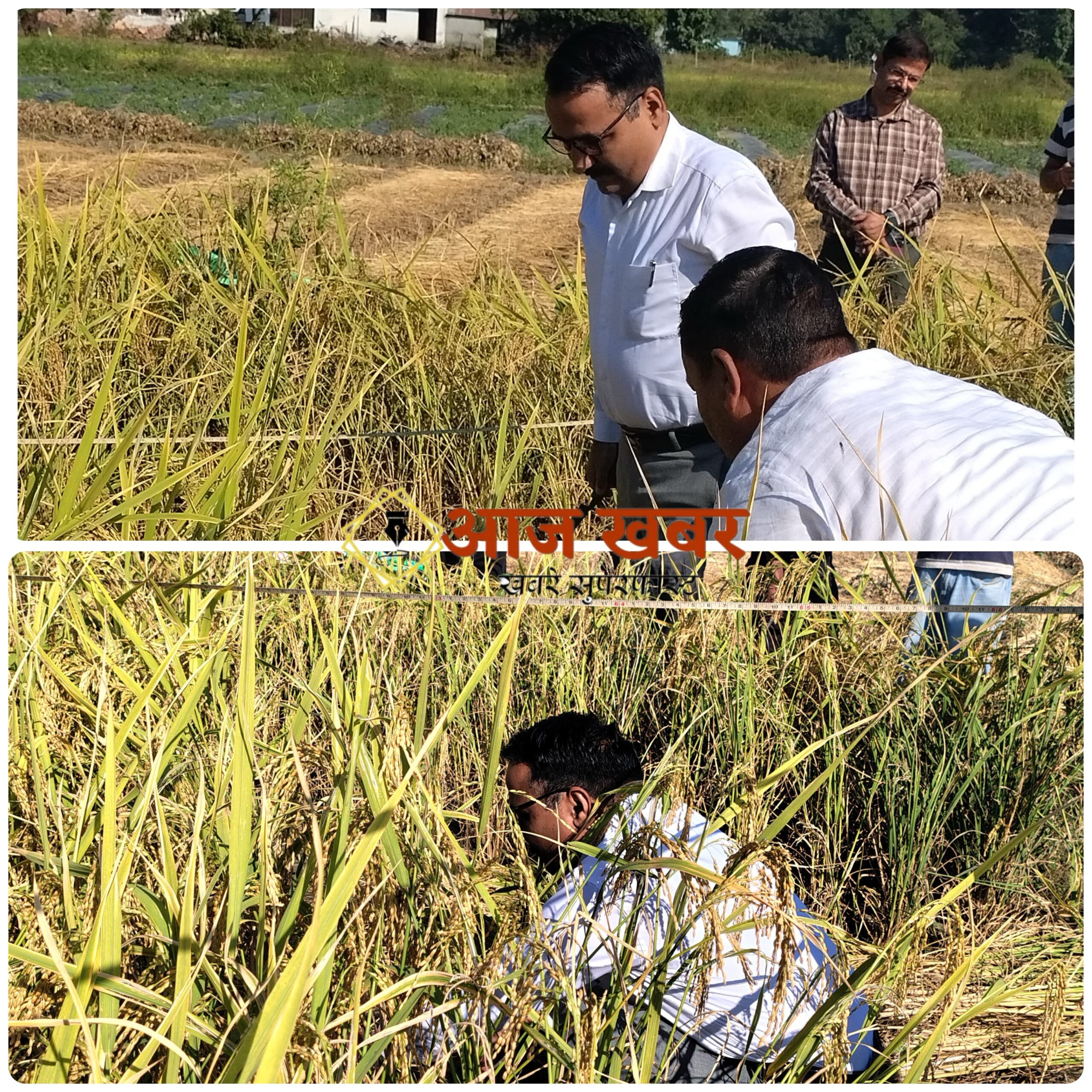Haldwani: जिलाधिकारी ललित मोहन रयाल ने गौलापार में शुरू कराई धान कटाई, किसानों से किया संवाद